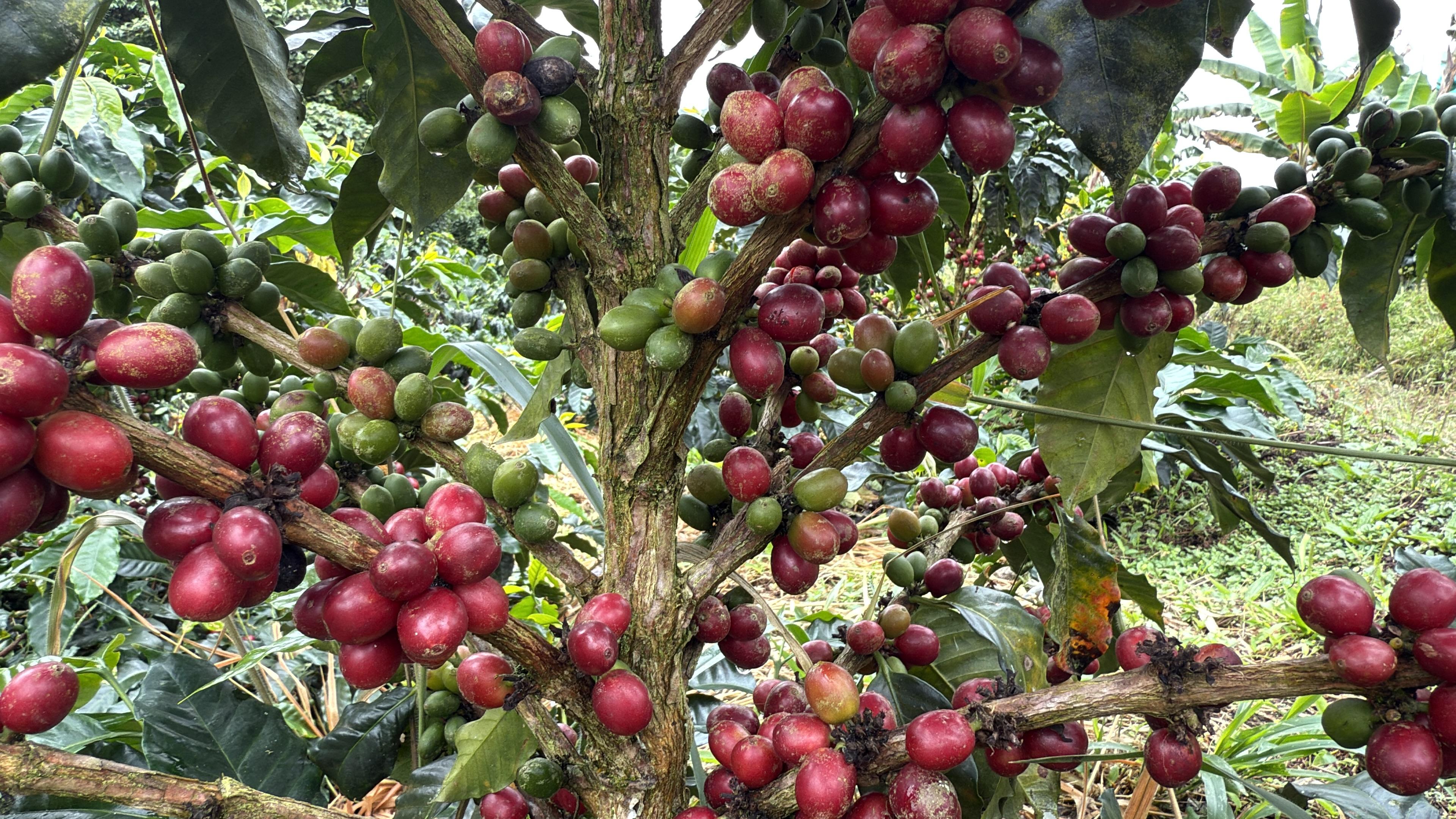 ¿Conoces los cafés exóticos Colombianos?